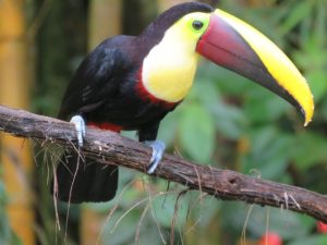 Birds of Costa Rica in spotlight at society