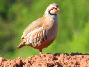 The 12 Days of Christmas birds