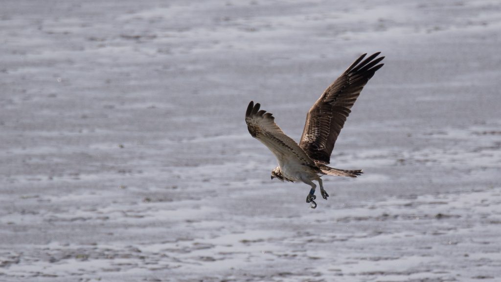 Loch Arkaig osprey spotted in France