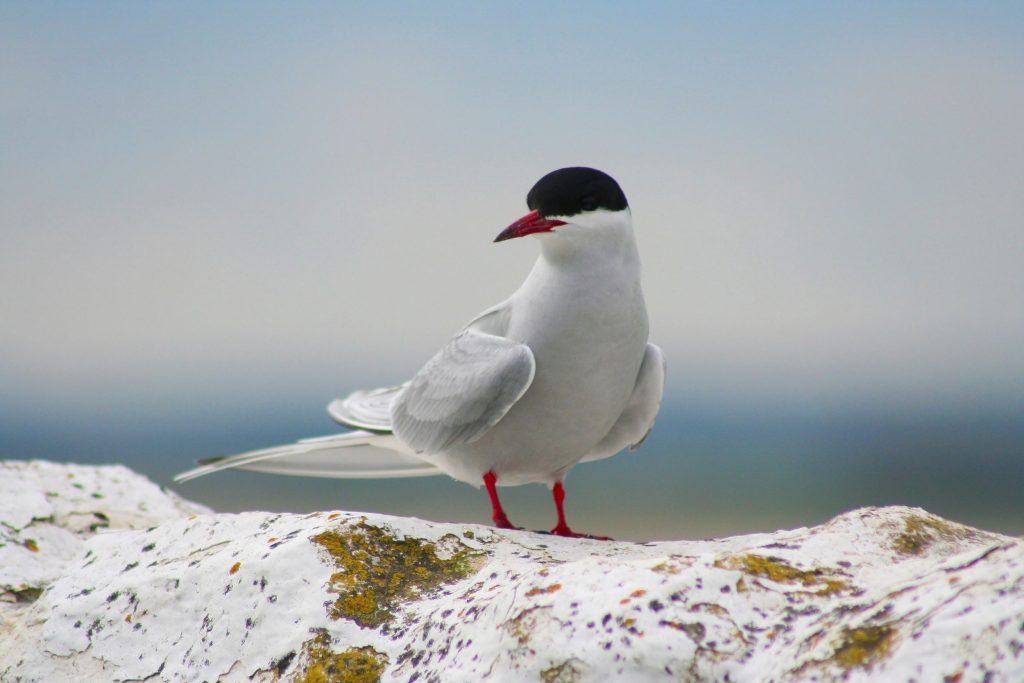 Species on the Edge opens youth panel applications