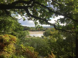 Top ten sites to see Scotland’s rainforest