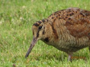 Woodcock shooting debate fails to prompt crackdown