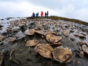 Seawilding CEO Danny Renton wins major environment award